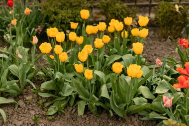 Sarı laleler çiçek tarhında büyür..