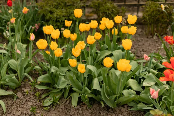 Sárga Tulipán Egy Virágágyásban Jogdíjmentes Stock Fotók
