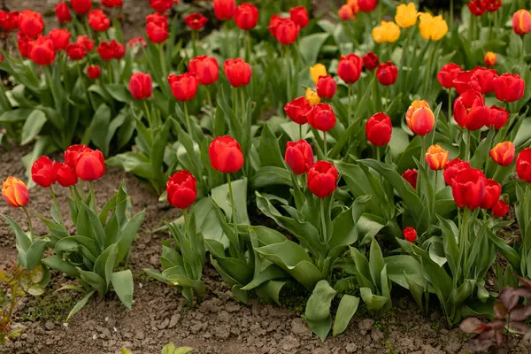Vörös Tulipánok Virágágyásban Nőnek Jogdíjmentes Stock Képek