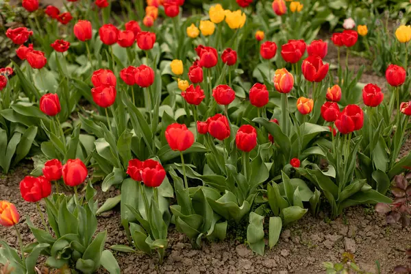 Vörös Tulipánok Virágágyásban Nőnek Stock Fotó