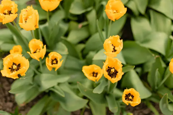 Sárga Tulipánok Virágágyásban Nőnek Felülnézet Stock Fotó