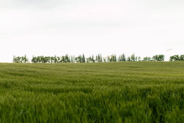 Yeşil buğday tarlasıyla yaz manzarası.
