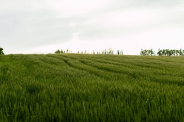 Yeşil buğday tarlasıyla yaz manzarası.