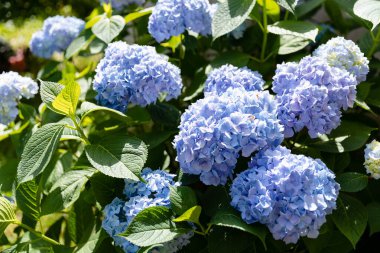 Ortanca. Mavi ve leylak ortanca çiçekleri.