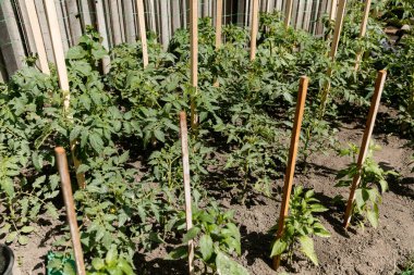 Domates ve dolma biber bitkileri bahçede yetişiyor. Eko ürünler. Gıda fabrikası kavramı.