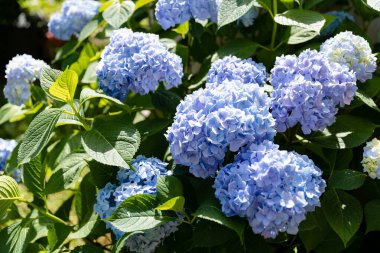 Ortanca. Mavi ve leylak ortanca çiçekleri.