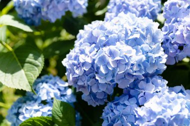 Ortanca. Mavi ve leylak ortanca çiçekleri.