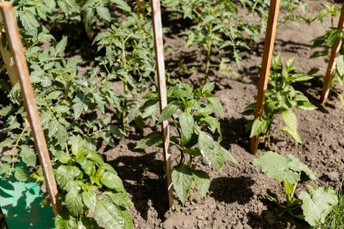 Domates ve dolma biber bitkileri bahçede yetişiyor. Eko ürünler. Gıda fabrikası kavramı.