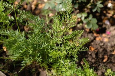 Bahçedeki arot bitkisi. Kapat.
