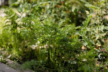 Bahçedeki arot bitkisi. Kapat.