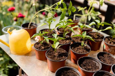 Pepper seedlings in pots near the house on a sunny day. Bell pepper plant. clipart