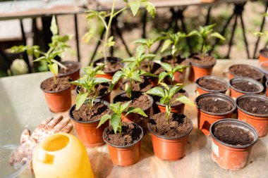 Pepper seedlings in pots near the house on a sunny day. Bell pepper plant. clipart