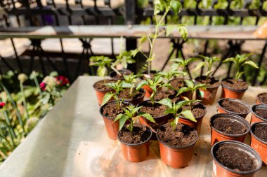 Güneşli bir günde evin yakınındaki saksılarda biber tohumları. Çan biberi bitkisi.