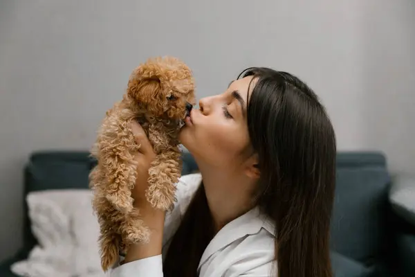Uzun saçlı beyaz gömlekli bir kadın bir Maltipoo köpeğiyle oynuyor. Kadın küçük evcil hayvanını yüzüne yakın bir yerde tutuyor. Yaşam tarzı kavramı.