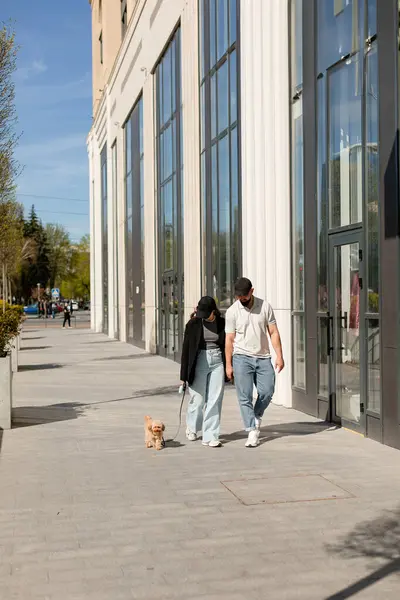 stock image A man and a woman in casual clothes and black caps are walking with small Maltipoo dog.