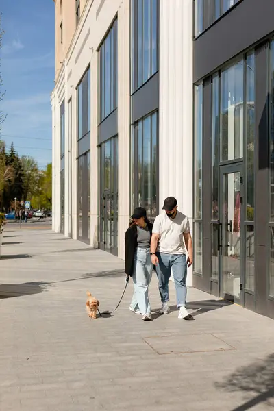 stock image A man and a woman in casual clothes and black caps are walking with small Maltipoo dog.