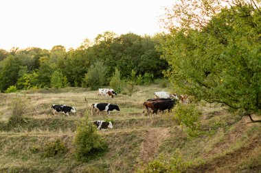Bir inek sürüsü çayır tarlasında otluyor. Yuvarlanan kırsal. 