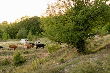 Bir inek sürüsü çayır tarlasında otluyor. Yuvarlanan kırsal. 