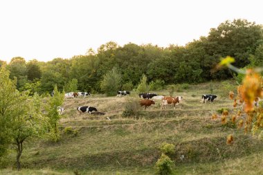Bir inek sürüsü çayır tarlasında otluyor. Yuvarlanan kırsal. 