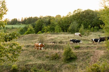 Bir inek sürüsü çayır tarlasında otluyor. Yuvarlanan kırsal. 