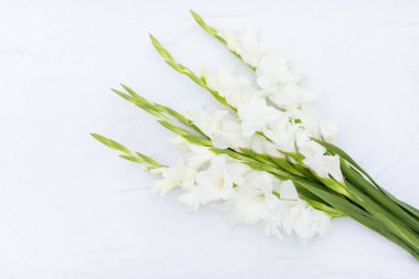 Beyaz arka planda beyaz gladioli. Boşluğu kopyala.