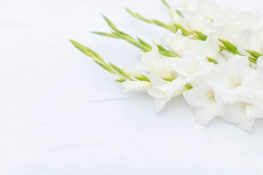 Beyaz arka planda beyaz gladioli. Boşluğu kopyala.
