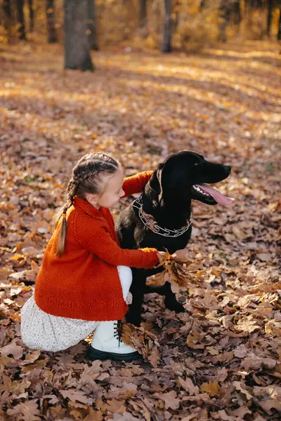 Süslü, bej elbiseli, kırmızı kazaklı neşeli küçük bir kız sonbahar ormanında siyah bir köpekle oynuyor..