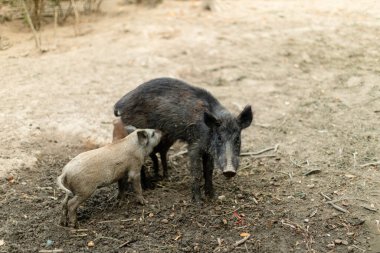 Domuzcuğunu doğal ortamında besleyen anne yaban domuzu. Yavru domuzlar beslenirken anne sakin bir şekilde çevresi seyrek bitkilerle çevrili bir toprak parçasında duruyor..