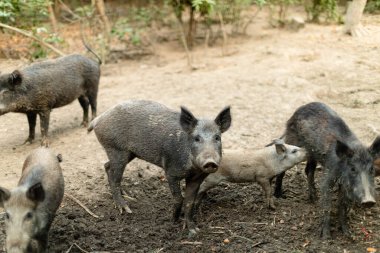 Domuzcuğunu doğal ortamında besleyen anne yaban domuzu. Yavru domuzlar beslenirken anne sakin bir şekilde çevresi seyrek bitkilerle çevrili bir toprak parçasında duruyor..