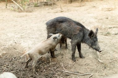 Domuzcuğunu doğal ortamında besleyen anne yaban domuzu. Yavru domuzlar beslenirken anne sakin bir şekilde çevresi seyrek bitkilerle çevrili bir toprak parçasında duruyor..