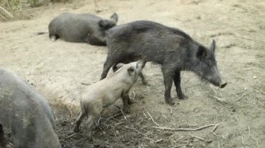Domuzcuğunu doğal ortamında besleyen anne yaban domuzu. Yavru domuzlar beslenirken anne sakin bir şekilde çevresi seyrek bitkilerle çevrili bir toprak parçasında duruyor..