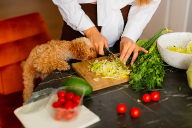 A fluffy dog curiously watches as a person slices lettuce on a wooden cutting board during meal preparation.Fresh vegetables, cherry tomatoes, and herbs on the table add a vibrant, home-cooking.  clipart