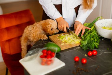 Tüylü bir köpek, yemek hazırlıkları sırasında ahşap bir kesme tahtasının üzerinde marul dilimleyen birini merakla izler. Masadaki taze sebzeler, kiraz domatesleri ve otlar canlı, ev yapımı bir şey ekler.. 