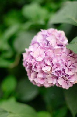 Çiçekli, yeşil yapraklarla çevrili narin yaprakları olan leylak rengi bir ortanca. Yumuşak arkaplan bulanıklığı çiçekleri güzelleştiriyor.