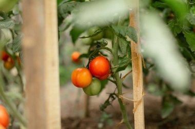 Bir serada sarmaşıkta olgunlaşan domatesler. Yeşilden koyu kırmızıya, olgunluğun farklı aşamalarında çeşitli domatesler. Doğal ışıklandırma, yeşil yapraklı bulanık arkaplan.