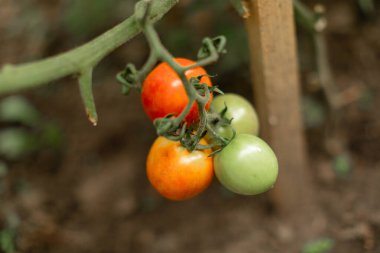 Bir serada sarmaşıkta olgunlaşan domatesler. Yeşilden koyu kırmızıya, olgunluğun farklı aşamalarında çeşitli domatesler. Doğal ışıklandırma, yeşil yapraklı bulanık arkaplan.