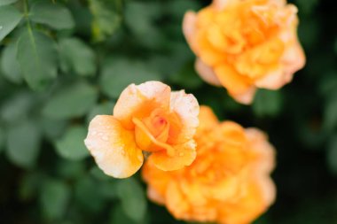 Beautiful peach-colored roses with water droplets on petals against dark green blurred background. Soft focus garden photography with gentle morning dew. clipart