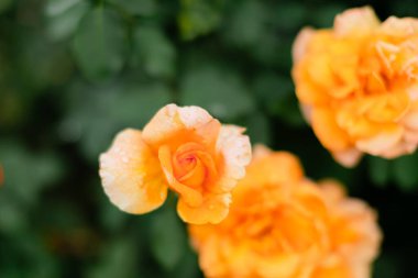 Beautiful peach-colored roses with water droplets on petals against dark green blurred background. Soft focus garden photography with gentle morning dew. clipart