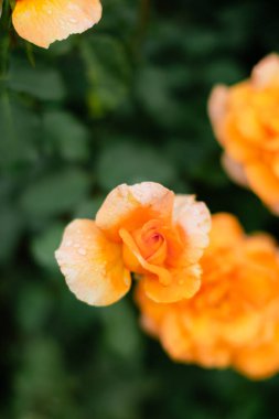 Beautiful peach-colored roses with water droplets on petals against dark green blurred background. Soft focus garden photography with gentle morning dew. clipart