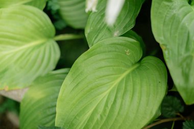Taze yeşil bir hosta yaprağının makro görüntüsü, ayrıntılı paralel havalandırma deseni ve dokusu gösteriyor. Yumuşak odaklı doğal bahçe arka planı. Doğa, botanik ve bahçe işleri için mükemmel.. 