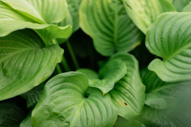 Taze yeşil bir hosta yaprağının makro görüntüsü, ayrıntılı paralel havalandırma deseni ve dokusu gösteriyor. Yumuşak odaklı doğal bahçe arka planı. Doğa, botanik ve bahçe işleri için mükemmel.. 