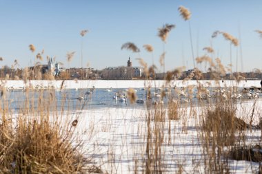 Kış manzarası, kısmen donmuş bir göl üzerinde kuğular ön planda kuru sazlıklar ve açık mavi bir gökyüzü. Vahşi yaşam ve doğa temaları için mükemmel sakin ve doğal bir sahne..
