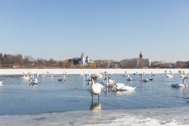 Bir grup beyaz kuğunun kısmen donmuş bir gölde olduğu sakin bir kış manzarası. Açık mavi gökyüzü ve kilisesi olan uzak bir kasaba güzel ve sakin bir atmosfer yaratıyor. Vahşi yaşam temaları.