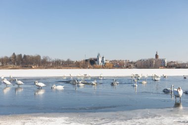 Bir grup beyaz kuğunun kısmen donmuş bir gölde olduğu sakin bir kış manzarası. Açık mavi gökyüzü ve kilisesi olan uzak bir kasaba güzel ve sakin bir atmosfer yaratıyor. Vahşi yaşam temaları.