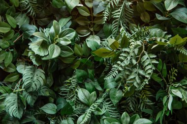 Çeşitli tropikal yapraklarla dolu yemyeşil bir yaprak duvarı taze ve doğal bir zemin oluşturuyor. Çevre dostu temalar, doğa kavramları ve botanik tasarımlar için mükemmel..