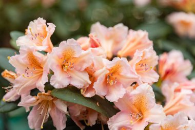 Bahçedeki soluk pembe rhododendron çiçeklerinin yakın çekimi. Yumuşak yapraklar ve narin detaylar botanik, çiçek ve bahar temaları için mükemmel hale getiriyor..
