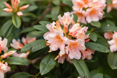 Bahçedeki soluk pembe rhododendron çiçeklerinin yakın çekimi. Yumuşak yapraklar ve narin detaylar botanik, çiçek ve bahar temaları için mükemmel hale getiriyor..
