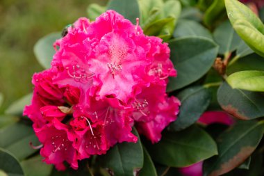 Yeşil yapraklarla çevrili, taç yapraklarında böcek olan parlak pembe bir rhododendron çiçeğinin yakın çekimi. İlkbaharda ya da yaz bahçesinde doğal çiçek makrosu.