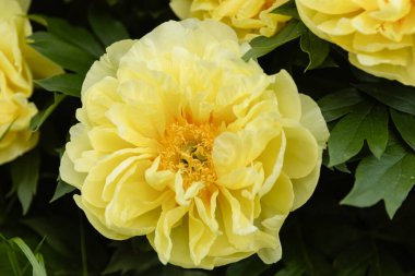 Dalgalı taç yaprakları ve parlak turuncu merkezlerle çiçeklenmiş güzel sarı şakayık çiçekleri. Yumuşak doğal ışıklandırma yeşil yaprak arka planına karşı hassas dokuyu vurgular.