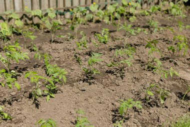 Bahçe toprağında sıra sıra büyüyen genç domates fideleri. Taze yeşil domates bitkileri ve tırtıklı yapraklar koyu kahverengi topraktan çıkıyorlar. Organik sebze yetiştirme ve yetiştirme.